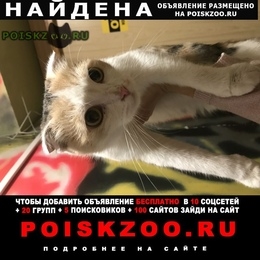 Подробнее об объявлении «Москва Найдена кошка» Фото: найдена кошка Британская короткошерстная «Москва Найдена кошка» в г. Москва