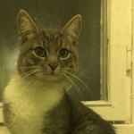 Подробнее об объявлении «Москва Найден кот» Фото: найдена кошка  «Москва Найден кот» в г. Москва