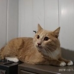 Подробнее об объявлении «Москва Найден кот рыжий кот» Фото: найдена кошка  «Москва Найден кот рыжий кот» в г. Москва