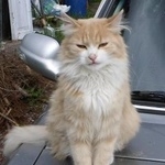 Подробнее об объявлении «Шлиссельбург Пропала кошка три недели назад» Фото: пропала кошка  «Шлиссельбург Пропала кошка три недели назад» в г. Шлиссельбург