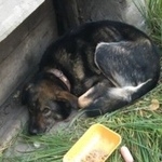 Подробнее об объявлении «Найдена собака чья собака? истощена, пишите вайбер или Нижний Новгород» Фото: найдена собака  «Найдена собака чья собака? истощена, пишите...» в г. Нижний Новгород