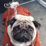 Подробнее об объявлении «Пропала собака Санкт-Петербург» Фото: пропала собака Мопс «Пропала собака Санкт-Петербург» в г. Санкт-Петербург