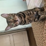 Подробнее об объявлении «Нижний Новгород Пропала кошка» Фото: пропала кошка Бенгальская «Нижний Новгород Пропала кошка» в г. Нижний Новгород