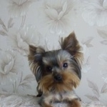 Подробнее об объявлении «Подольск Пропала собака помогите пожалуйста найти» Фото: пропала собака Йоркширский терьер «Подольск Пропала собака помогите пожалуйста найти» в г. Подольск