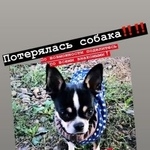 Подробнее об объявлении «Краснодар Пропала собака кобель» Фото: пропала собака  «Краснодар Пропала собака кобель» в г. Краснодар