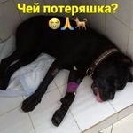 Подробнее об объявлении «Найдена собака Ростов-на-Дону» Фото: найдена собака Кане-корсо «Найдена собака Ростов-на-Дону» в г. Ростов-на-Дону