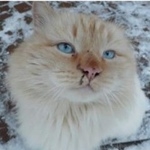 Подробнее об объявлении «Пропал кот Набережные Челны» Фото: пропала кошка Бурма «Пропал кот Набережные Челны» в г. Набережные Челны