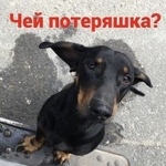Подробнее об объявлении «Найдена собака кобель Ростов-на-Дону» Фото: найдена собака Такса «Найдена собака кобель Ростов-на-Дону» в г. Ростов-на-Дону