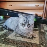 Подробнее об объявлении «Найден кот Волгоград» Фото: найдена кошка  «Найден кот Волгоград» в г. Волгоград