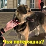 Подробнее об объявлении «Найдена собака Ростов-на-Дону» Фото: найдена собака  «Найдена собака Ростов-на-Дону» в г. Ростов-на-Дону