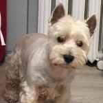 Подробнее об объявлении «Подольск Пропала собака кобель» Фото: пропала собака Вест хайленд уайт терьер «Подольск Пропала собака кобель» в г. Подольск