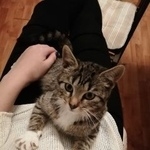 Подробнее об объявлении «Москва Найдена кошка прекрасное создание» Фото: найдена кошка  «Москва Найдена кошка прекрасное создание» в г. Москва