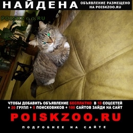 Подробнее об объявлении «Москва Найдена кошка район м.баррикадная или м. маяковская» Фото: найдена кошка  «Москва Найдена кошка район м.баррикадная или м....» в г. Москва