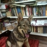 Подробнее об объявлении «Найдена собака кобель молодой пес в измайловском парке Москва» Фото: найдена собака  «Найдена собака кобель молодой пес в...» в г. Москва