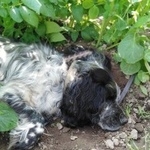 Подробнее об объявлении «Ангарск Пропала собака кобель английский кокер спаниель» Фото: пропала собака Английский кокер-спаниель «Ангарск Пропала собака кобель английский кокер...» в г. Ангарск