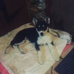 Подробнее об объявлении «Пропала собака Реутов» Фото: пропала собака  «Пропала собака Реутов» в г. Реутов