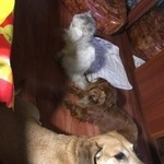 Подробнее об объявлении «Быково (Московская обл.) Пропала собака кобель рыжая такса» Фото: пропала собака Такса «Быково (Московская обл.) Пропала собака кобель...» в г. Быково (Московская обл.)