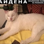 Подробнее об объявлении «Найден кот Балашиха» Фото: найдена кошка  «Найден кот Балашиха» в г. Балашиха