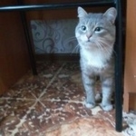 Подробнее об объявлении «Найдена кошка Курган» Фото: найдена кошка  «Найдена кошка Курган» в г. Курган