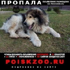 Подробнее об объявлении «Пропала собака кобель помогите найти собаку, кавказец Орехово-Зуево» Фото: пропала собака Кавказская овчарка «Пропала собака кобель помогите найти собаку,...» в г. Орехово-Зуево