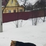 Подробнее об объявлении «Пропала собака Истра» Фото: пропала собака  «Пропала собака Истра» в г. Истра