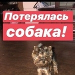 Подробнее об объявлении «Пропала собака йорк девочка Химки» Фото: пропала собака Йоркширский терьер «Пропала собака йорк девочка Химки» в г. Химки