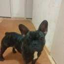 Подробнее об объявлении «Красноярск Найдена собака» Фото: найдена собака Французский бульдог «Красноярск Найдена собака» в г. Красноярск