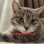 Подробнее об объявлении «Пропала кошка  Пушкино» Фото: пропала кошка Бобтейл «Пропала кошка  Пушкино» в г. Пушкино