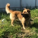 Подробнее об объявлении «Найдена собака кобель Электросталь» Фото: найдена собака  «Найдена собака кобель Электросталь» в г. Электросталь