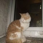 Подробнее об объявлении «Москва Найдена кошка добрейшая душа ищет дом» Фото: найдена кошка  «Москва Найдена кошка добрейшая душа ищет дом» в г. Москва