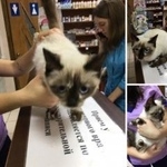 Подробнее об объявлении «Найдена кошка Курган» Фото: найдена кошка  «Найдена кошка Курган» в г. Курган