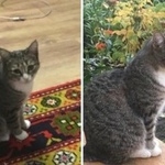 Подробнее об объявлении «Курган Пропала кошка» Фото: пропала кошка  «Курган Пропала кошка» в г. Курган