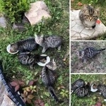 Подробнее об объявлении «Найдена кошка Курган» Фото: найдена кошка  «Найдена кошка Курган» в г. Курган