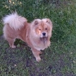 Подробнее об объявлении «Спас-Клепики Пропала собака кобель сос помогите» Фото: пропала собака Чау-чау «Спас-Клепики Пропала собака кобель сос помогите» в г. Спас-Клепики