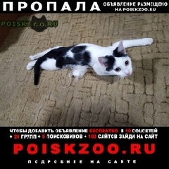 Подробнее об объявлении «Пропал кот тишка Долгопрудный» Фото: пропала кошка  «Пропал кот тишка Долгопрудный» в г. Долгопрудный