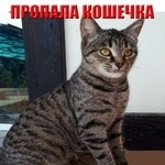 Подробнее об объявлении «Ангарск Пропала кошка» Фото: пропала кошка  «Ангарск Пропала кошка» в г. Ангарск