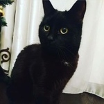 Подробнее об объявлении «Москва Пропал кот черный кот» Фото: пропала кошка  «Москва Пропал кот черный кот» в г. Москва