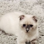 Подробнее об объявлении «Пропала кошка котёнок 6 месяцев Сочи» Фото: пропала кошка  «Пропала кошка котёнок 6 месяцев Сочи» в г. Сочи