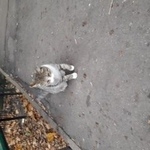 Подробнее об объявлении «Москва Найден кот» Фото: найдена кошка  «Москва Найден кот» в г. Москва