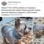 Подробнее об объявлении «Найдена собака Ростов-на-Дону» Фото: найдена собака Йоркширский терьер «Найдена собака Ростов-на-Дону» в г. Ростов-на-Дону