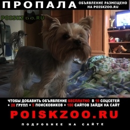 Подробнее об объявлении «Люберцы Пропала собака кобель йорик мальчик» Фото: пропала собака Йоркширский терьер «Люберцы Пропала собака кобель йорик мальчик» в г. Люберцы