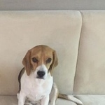 Подробнее об объявлении «Пропала собака бигль в районе старой бинорадки Самара» Фото: пропала собака Бигль «Пропала собака бигль в районе старой бинорадки...» в г. Самара