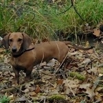 Подробнее об объявлении «Пропала собака кобель такса Смоленск» Фото: пропала собака Такса «Пропала собака кобель такса Смоленск» в г. Смоленск