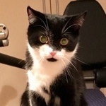 Подробнее об объявлении «Нижний Новгород Пропал кот» Фото: пропала кошка  «Нижний Новгород Пропал кот» в г. Нижний Новгород