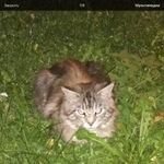 Подробнее об объявлении «Найдена кошка козлово Конаково» Фото: найдена кошка Мейн-кун «Найдена кошка козлово Конаково» в г. Конаково