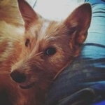 Подробнее об объявлении «Найдена собака Нижний Новгород» Фото: найдена собака  «Найдена собака Нижний Новгород» в г. Нижний Новгород