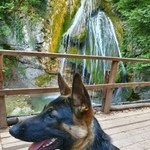 Подробнее об объявлении «Пропала собака кобель Симферополь» Фото: пропала собака Немецкая овчарка «Пропала собака кобель Симферополь» в г. Симферополь