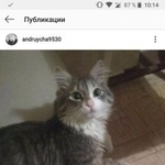 Подробнее об объявлении «Пропал кот Немчиновка» Фото: пропала кошка  «Пропал кот Немчиновка» в г. Немчиновка