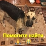 Подробнее об объявлении «Пропала собака Ростов-на-Дону» Фото: пропала собака Немецкая овчарка «Пропала собака Ростов-на-Дону» в г. Ростов-на-Дону