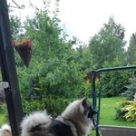 Подробнее об объявлении «Пропала собака Санкт-Петербург» Фото: пропала собака Кеесхонд «Пропала собака Санкт-Петербург» в г. Санкт-Петербург